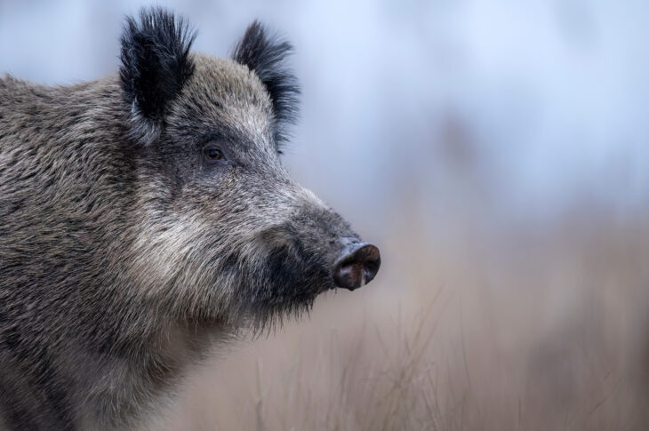 Symbolfoto Wildschwein