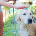 Hund, der von Frau mit Wasser abgespritzt wird