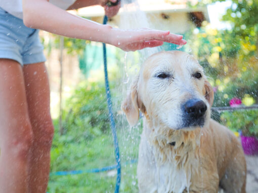 Hund, der von Frau mit Wasser abgespritzt wird