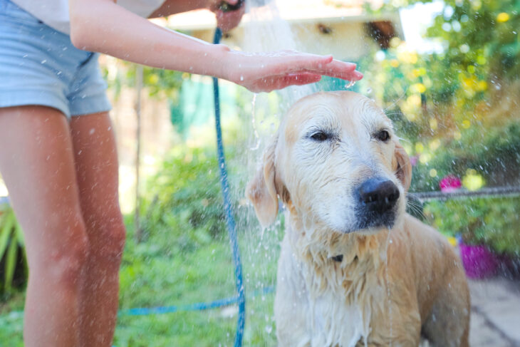 Hund, der von Frau mit Wasser abgespritzt wird