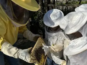 Praxisnahes Lernen: Die Kinder erleben ein Bienenvolk hautnah.