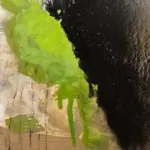 Von abstrakter Acrylmalerei bis zu gegenständliche Motiven: Die Künstlerin Liane Neumüller zeigt ihre Arbeiten in Schwarzenbruck.