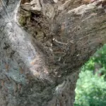 Ein typisches Nest von Eichenprozessionsspinnern, wie sie aktuell im gesamten Reichswald auftreten.