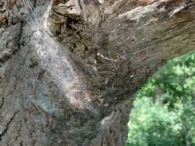 Ein typisches Nest von Eichenprozessionsspinnern, wie sie aktuell im gesamten Reichswald auftreten.
