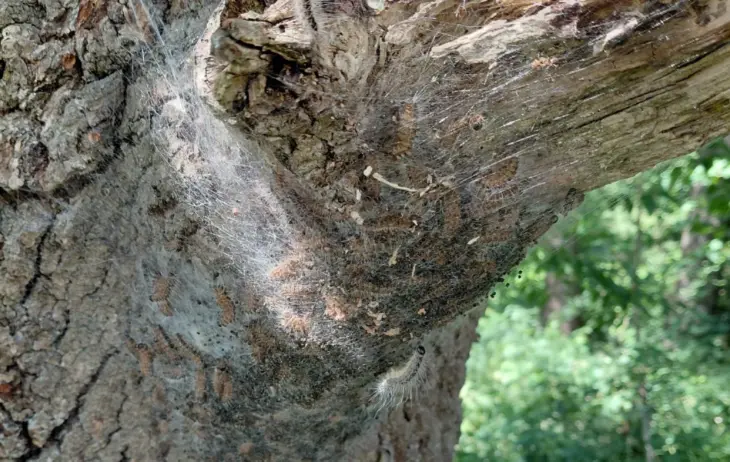Ein typisches Nest von Eichenprozessionsspinnern, wie sie aktuell im gesamten Reichswald auftreten.