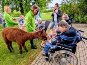 Fröhliche Momente schenkten zwei Alpakas den Bewohnerinnen und Bewohnern der Lebenshilfe-Wohnstätte am Bitterbach in Lauf.