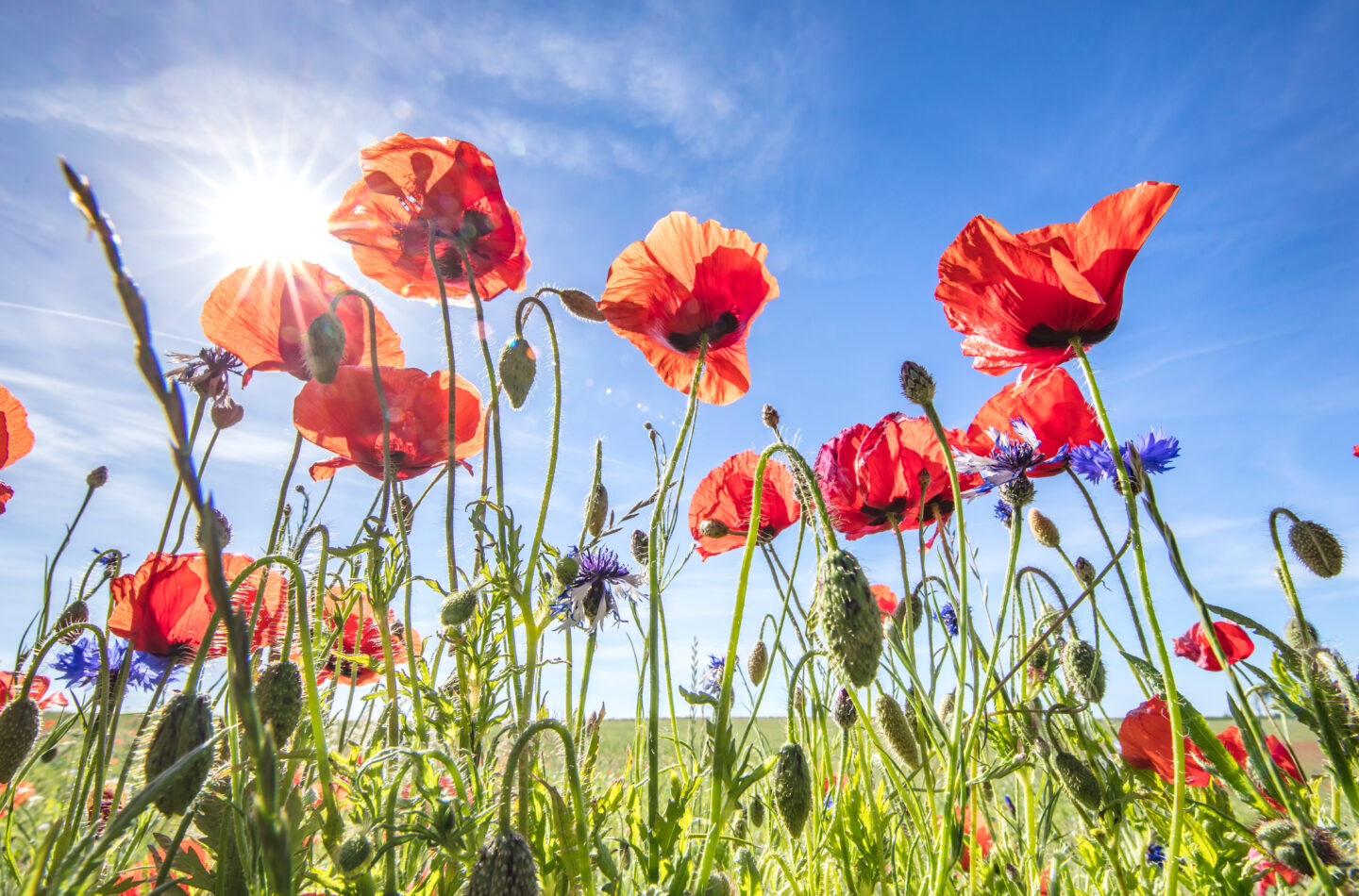 Sonnenschäden zeigen sich je nach
Pflanze unterschiedlich.