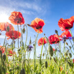 Sonnenschäden zeigen sich je nach
Pflanze unterschiedlich.