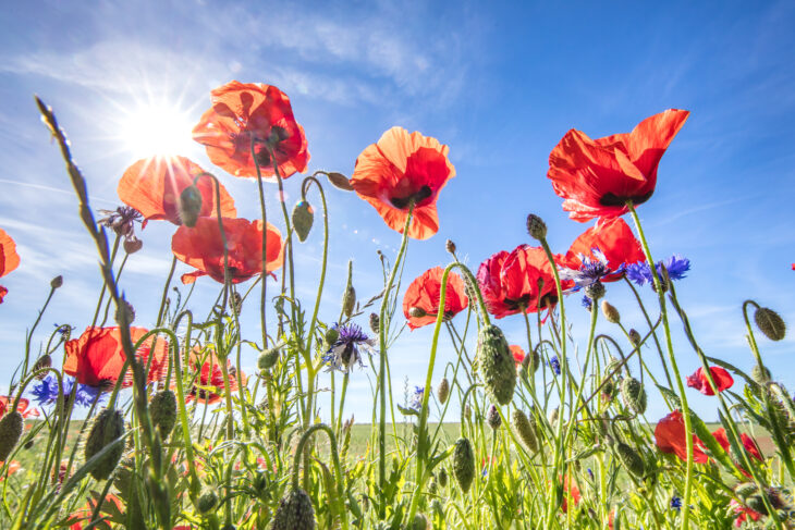 Sonnenschäden zeigen sich je nach
Pflanze unterschiedlich.