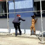 Malinois-Hündin „Ice“ spürt unter den Augen ihrer Hundeführerin Sabrina Gottschalk eine versteckte Sprengstoffprobe auf.