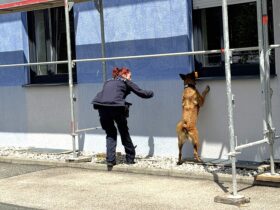 Malinois-Hündin „Ice“ spürt unter den Augen ihrer Hundeführerin Sabrina Gottschalk eine versteckte Sprengstoffprobe auf.