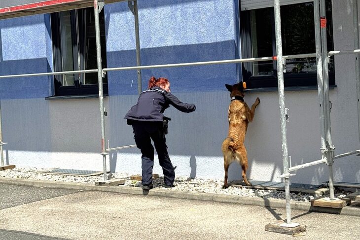 Malinois-Hündin „Ice“ spürt unter den Augen ihrer Hundeführerin Sabrina Gottschalk eine versteckte Sprengstoffprobe auf.