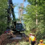 Mit einem Stehendentnahme-Harvester können Bäume direkt einzeln entnommen werden.