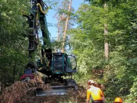 Mit einem Stehendentnahme-Harvester können Bäume direkt einzeln entnommen werden.