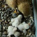 Flauschig und noch sehr unbeholfen wirken die drei Falkenküken im Röthenbacher Feuerwehrturm.