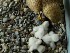 Flauschig und noch sehr unbeholfen wirken die drei Falkenküken im Röthenbacher Feuerwehrturm.