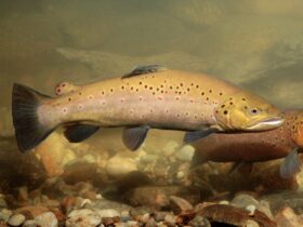 Besonders hart trifft die Trockenheit die Fische in Bayerns Bächen und Flüssen, wie diese Bachforellen.
