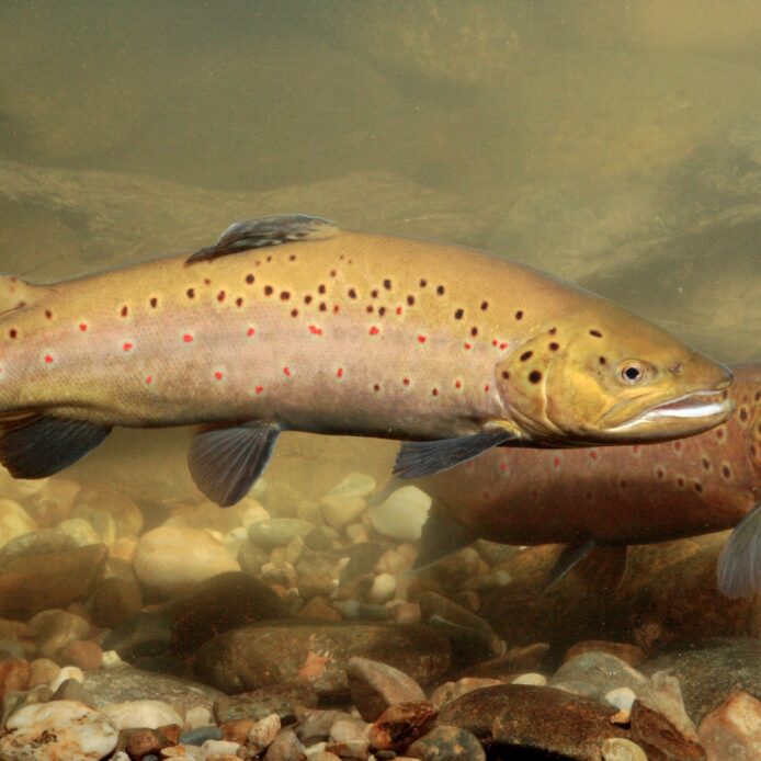 Besonders hart trifft die Trockenheit die Fische in Bayerns Bächen und Flüssen, wie diese Bachforellen.