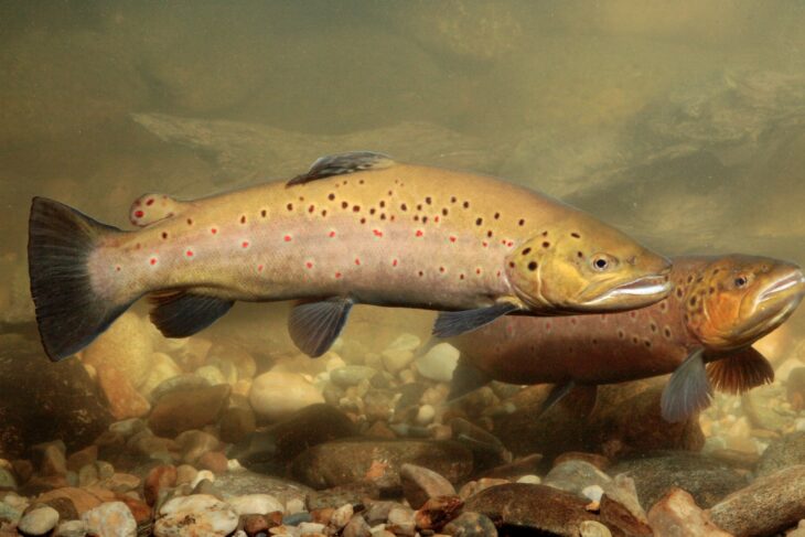 Besonders hart trifft die Trockenheit die Fische in Bayerns Bächen und Flüssen, wie diese Bachforellen.