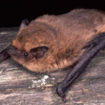 Die Zwergfledermaus kommt auch in Bayern vor.