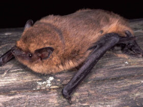 Die Zwergfledermaus kommt auch in Bayern vor.