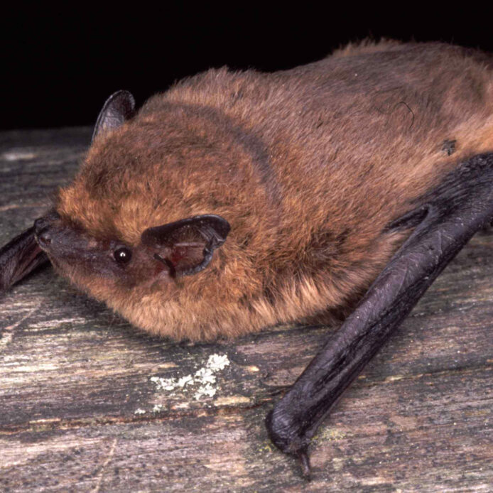 Die Zwergfledermaus kommt auch in Bayern vor.