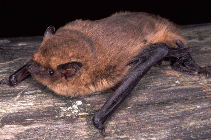 Die Zwergfledermaus kommt auch in Bayern vor.
