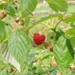 Auch Himbeeren wachsen auf der inklusiven Streuobstwiese am Haus Weiher.