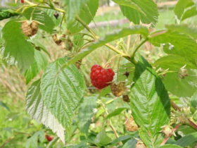 Auch Himbeeren wachsen auf der inklusiven Streuobstwiese am Haus Weiher.