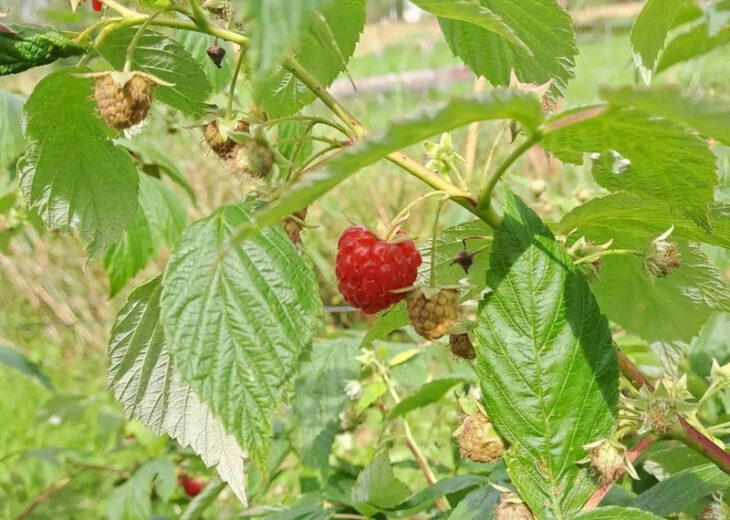 Auch Himbeeren wachsen auf der inklusiven Streuobstwiese am Haus Weiher.