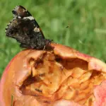 Heruntergefallenes Obst steht ganz oben auf dem Speiseplan des Admirals.
