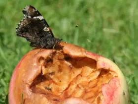 Heruntergefallenes Obst steht ganz oben auf dem Speiseplan des Admirals.