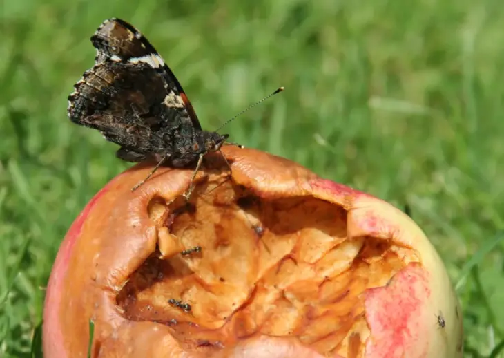 Heruntergefallenes Obst steht ganz oben auf dem Speiseplan des Admirals.
