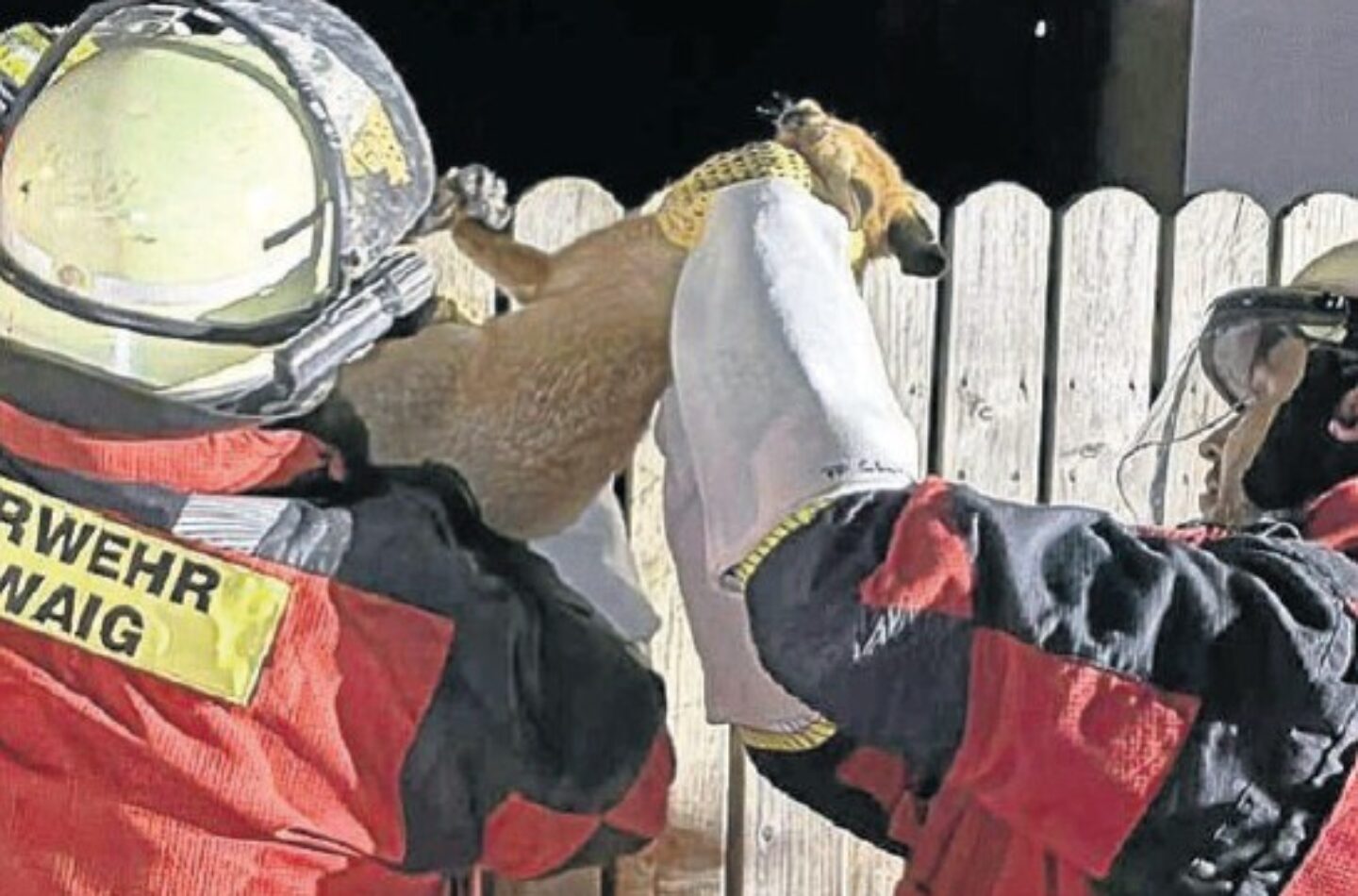 Zwei Feuerwehrleute die einen Fuchs retten