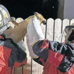 Zwei Feuerwehrleute die einen Fuchs retten