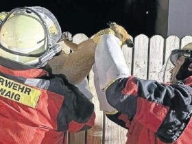 Zwei Feuerwehrleute die einen Fuchs retten