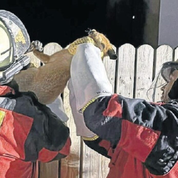 Zwei Feuerwehrleute die einen Fuchs retten