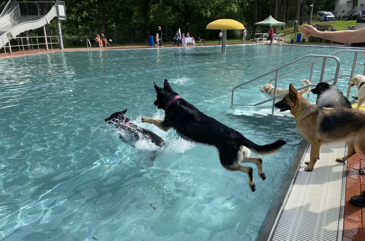 Beim Hundebadetag bietet sich Vierbeinern die Gelegenheit, in die Becken des Laufer Freibads zu springen.