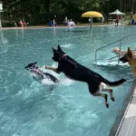 Beim Hundebadetag bietet sich Vierbeinern die Gelegenheit, in die Becken des Laufer Freibads zu springen.
