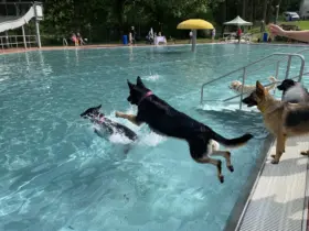 Beim Hundebadetag bietet sich Vierbeinern die Gelegenheit, in die Becken des Laufer Freibads zu springen.