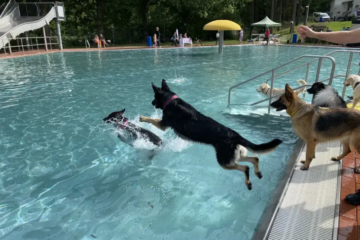 Beim Hundebadetag bietet sich Vierbeinern die Gelegenheit, in die Becken des Laufer Freibads zu springen.