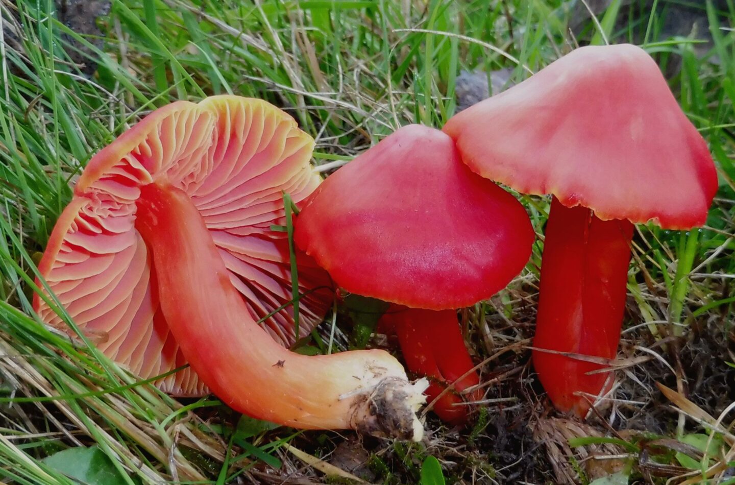 Pilze wie der Saftling geraten durch die extrem trocknen Sommer immer mehr unter Druck.