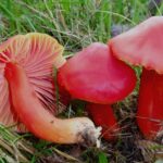 Pilze wie der Saftling geraten durch die extrem trocknen Sommer immer mehr unter Druck.