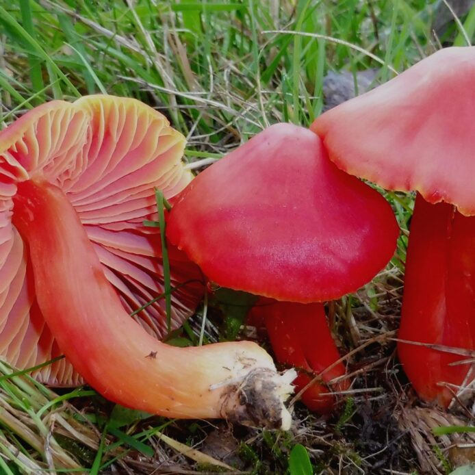 Pilze wie der Saftling geraten durch die extrem trocknen Sommer immer mehr unter Druck.
