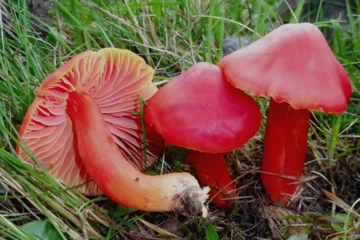Pilze wie der Saftling geraten durch die extrem trocknen Sommer immer mehr unter Druck.