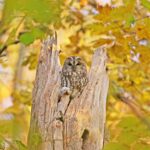 Eulen wie der Waldkauz nutzen hohe und ältere Bäume als Brutstätten und Schlafplätze.