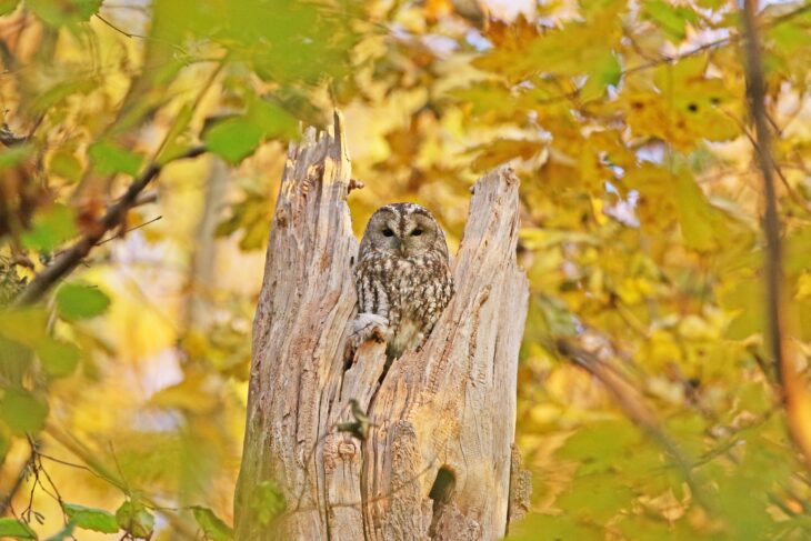 Eulen wie der Waldkauz nutzen hohe und ältere Bäume als Brutstätten und Schlafplätze.