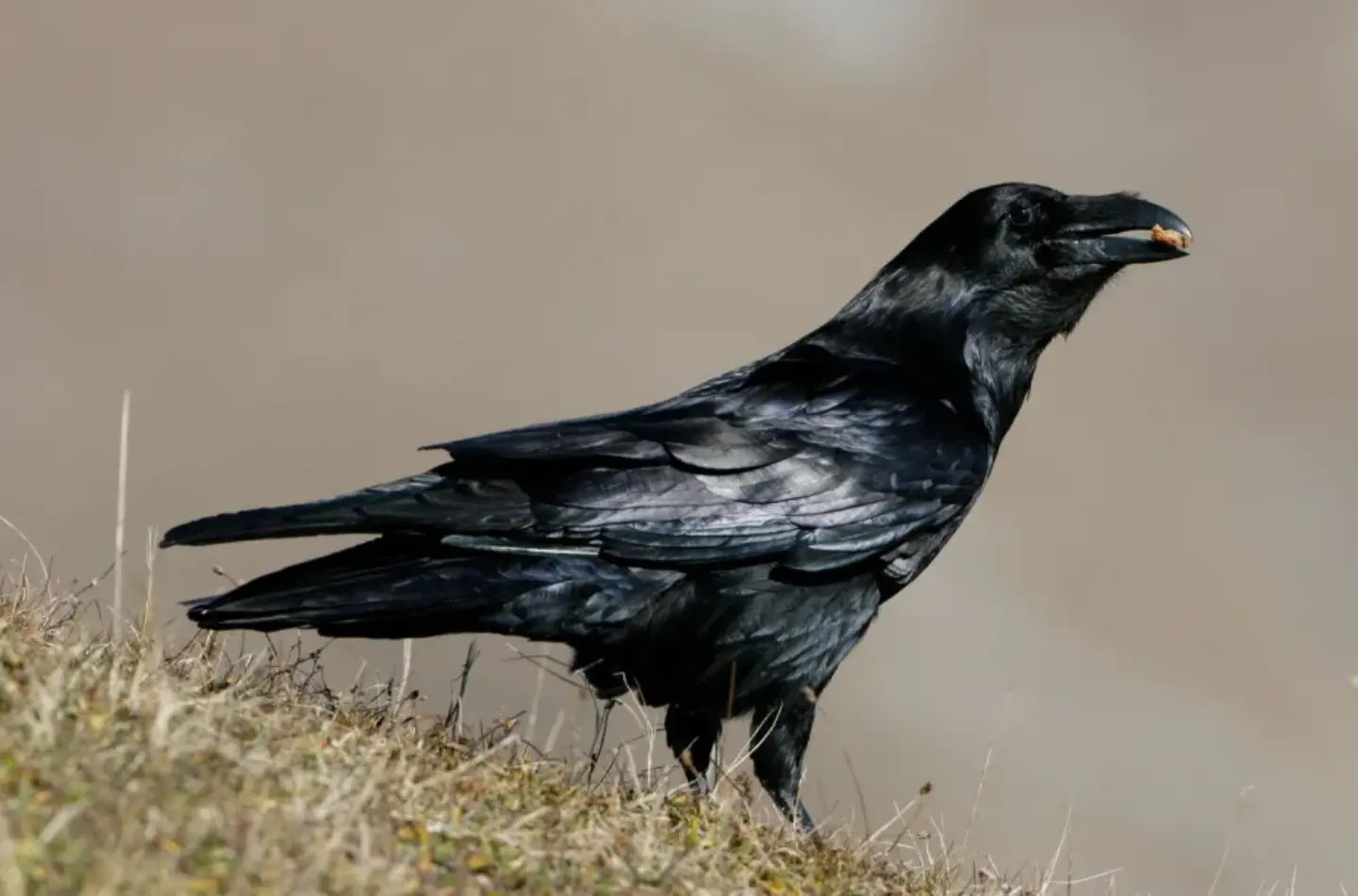 Glänzend schwarzes Gefieder, wacher Blick: Unter anderem bewirbt sich auch der Kolrabe um den Titel „Vogel des Jahres 2027“.