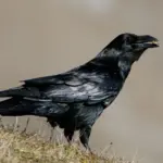 Glänzend schwarzes Gefieder, wacher Blick: Unter anderem bewirbt sich auch der Kolrabe um den Titel „Vogel des Jahres 2027“.