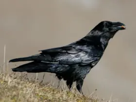 Glänzend schwarzes Gefieder, wacher Blick: Unter anderem bewirbt sich auch der Kolrabe um den Titel „Vogel des Jahres 2027“.